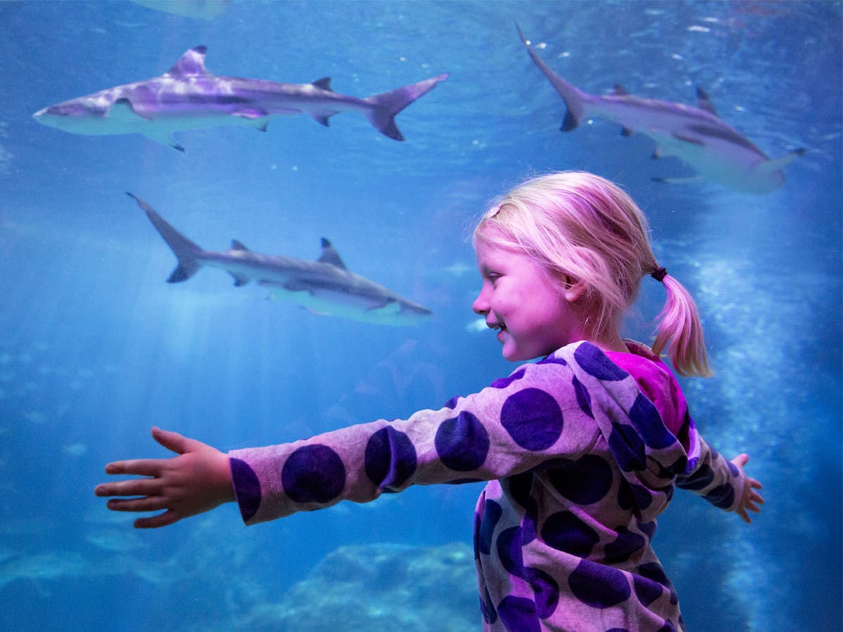 SEA LIFE Michigan e Peppa Pig World of Play: bilhete de entrada - Photo 6