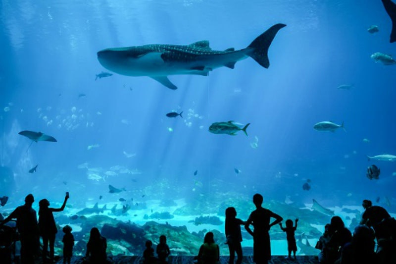 Georgia Aquarium + World of Coca-Cola