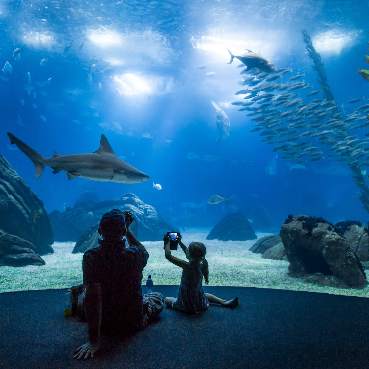 Oceanário de Lisboa: Entry Ticket in Lisbon – Tiqets