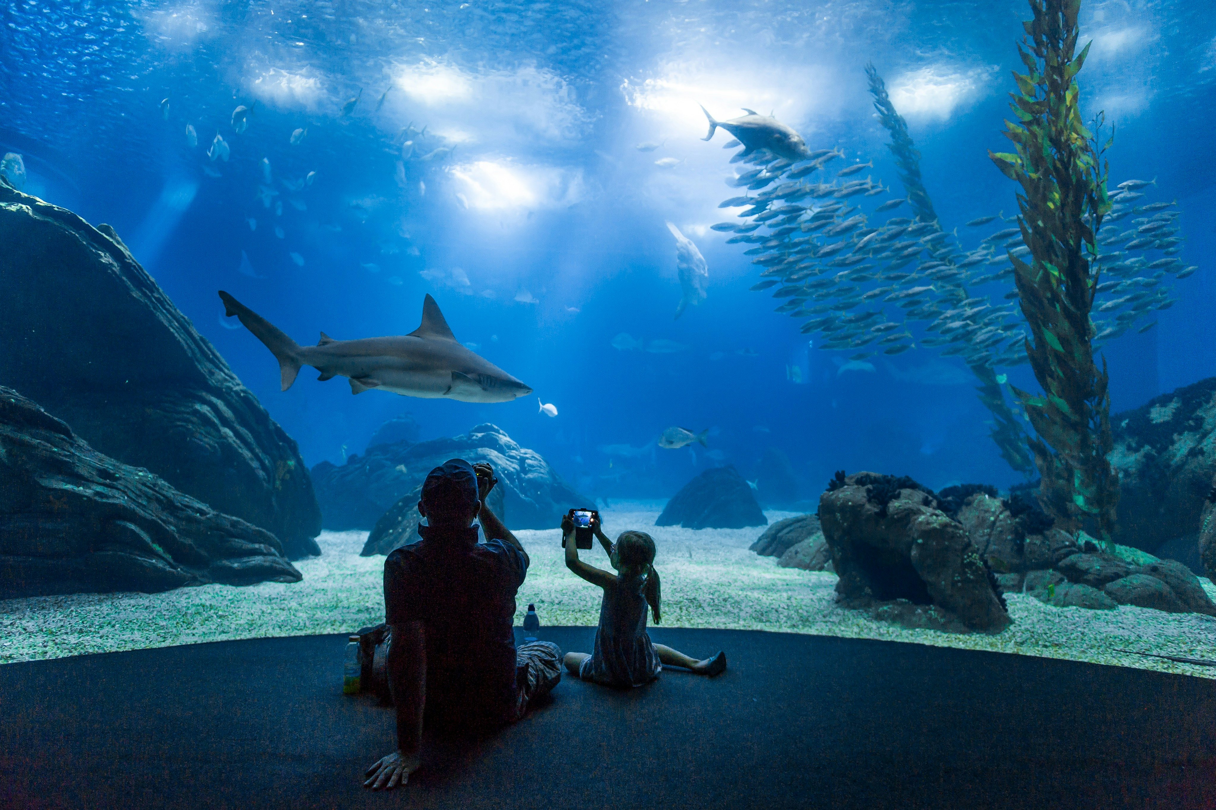 Oceanário de Lisboa: bilhete de entrada