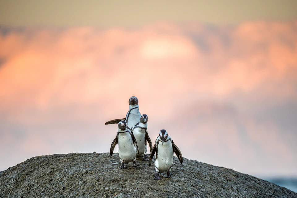 Group of Penguins at Boulders Beach