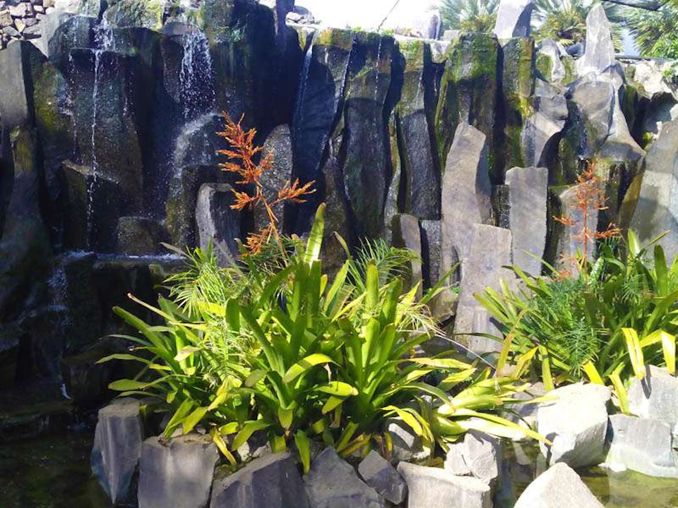 Cluster of green tropical plants with small red flowers in front of a vertical rock formation.