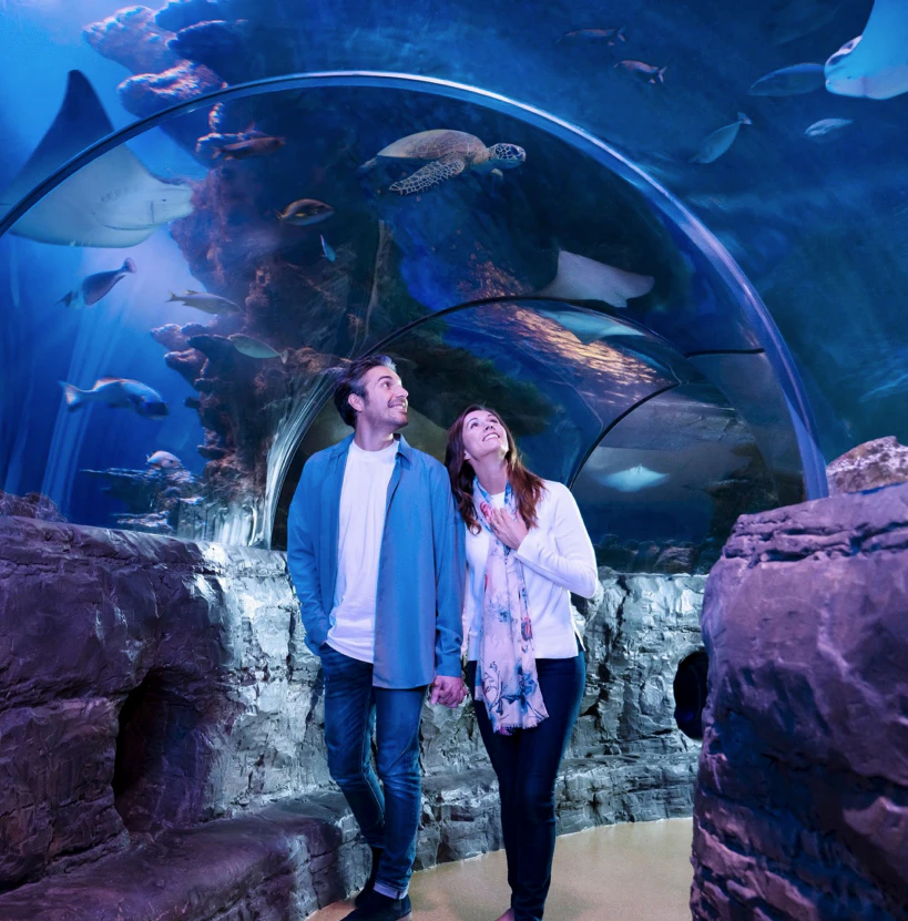 A couple walks through an underwater tunnel in an aquarium, surrounded by various fish and sea animals swimming overhead.