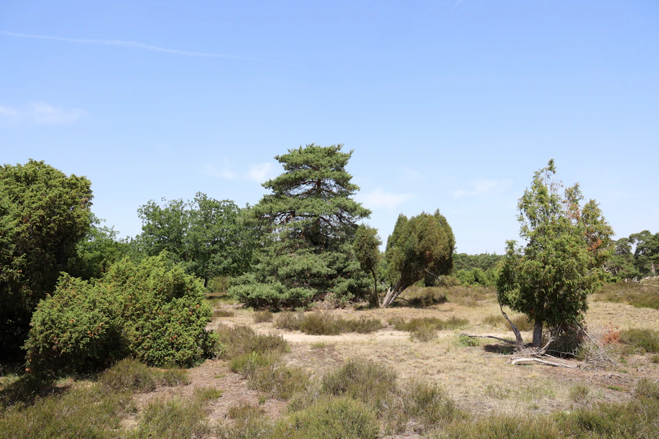 A grassy landscape with scattered bushes and trees under a clear blue sky. Central focus on a tall, full evergreen tree.