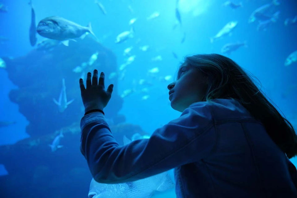 underwater vision