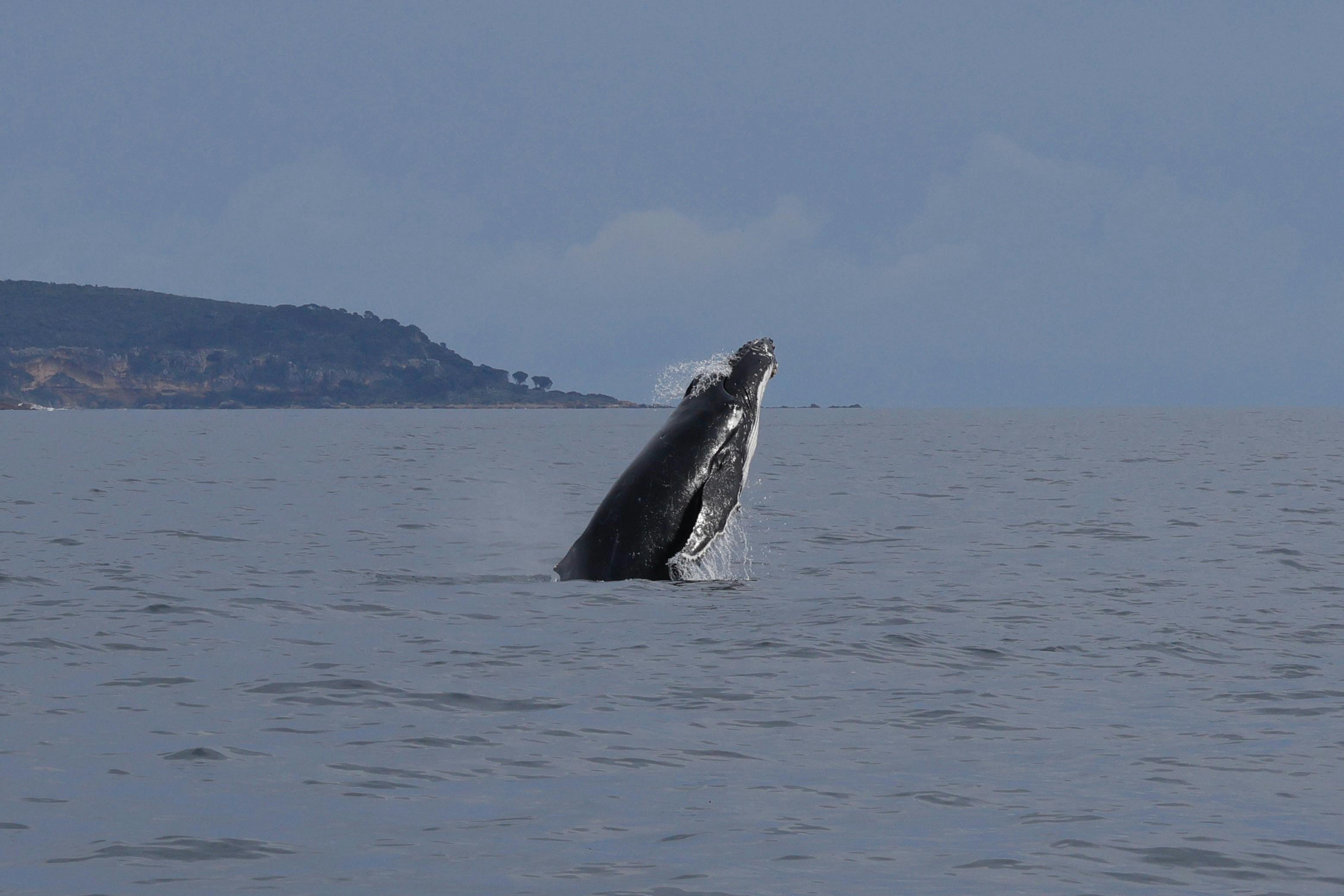 Spyhopping Humpback Whales in Geographe Bay