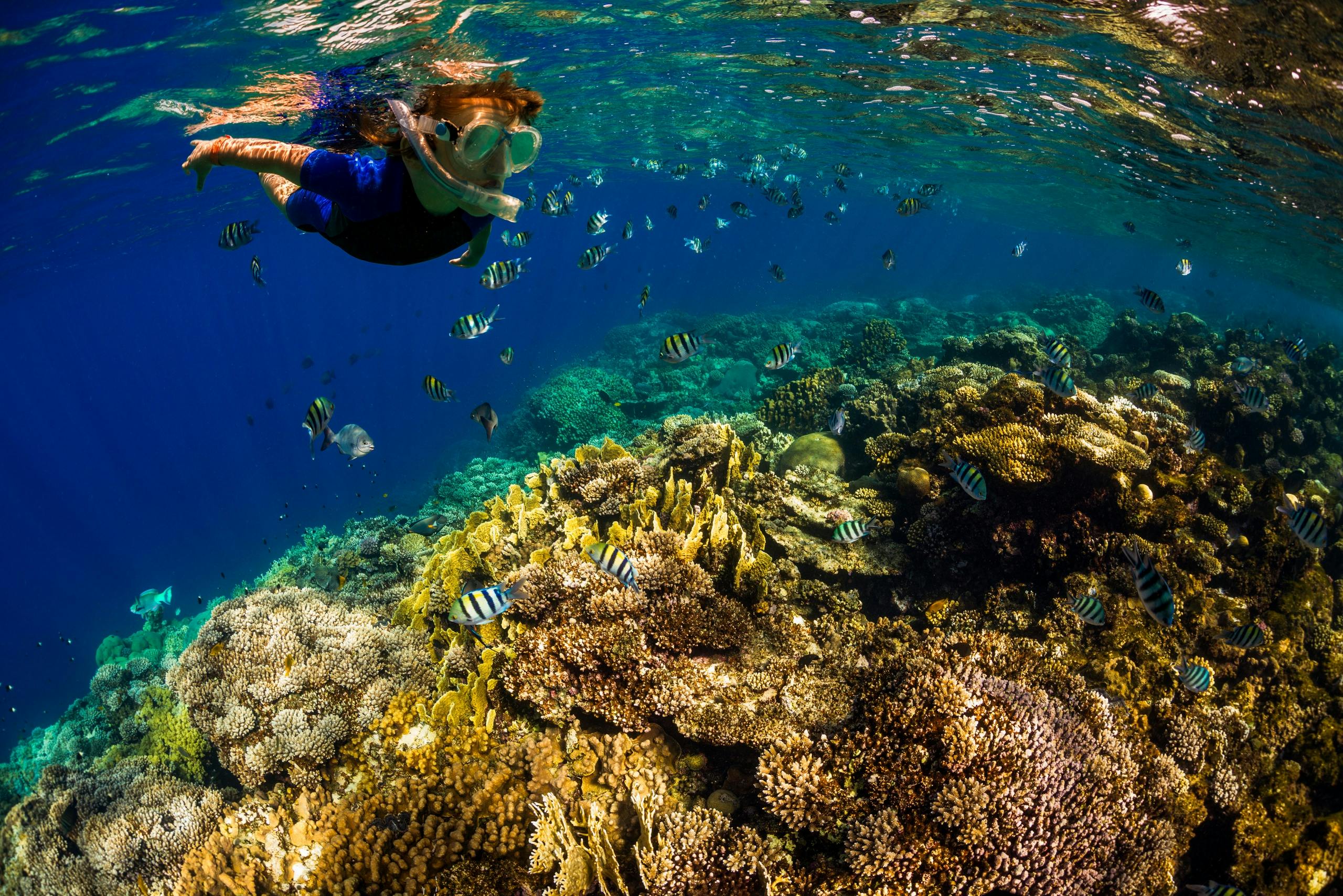 A snorkeler swims over a vibrant coral reef with various colorful fish in clear blue water.