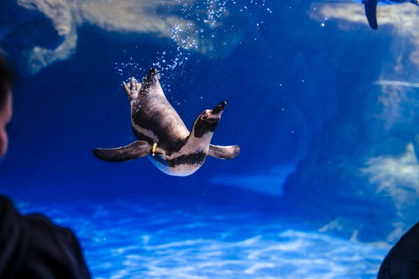 Ein Pinguin, der in einem klaren blauen Aquarium unter Wasser schwimmt, umgeben von Luftblasen und beleuchtet von natürlichem Sonnenlicht.