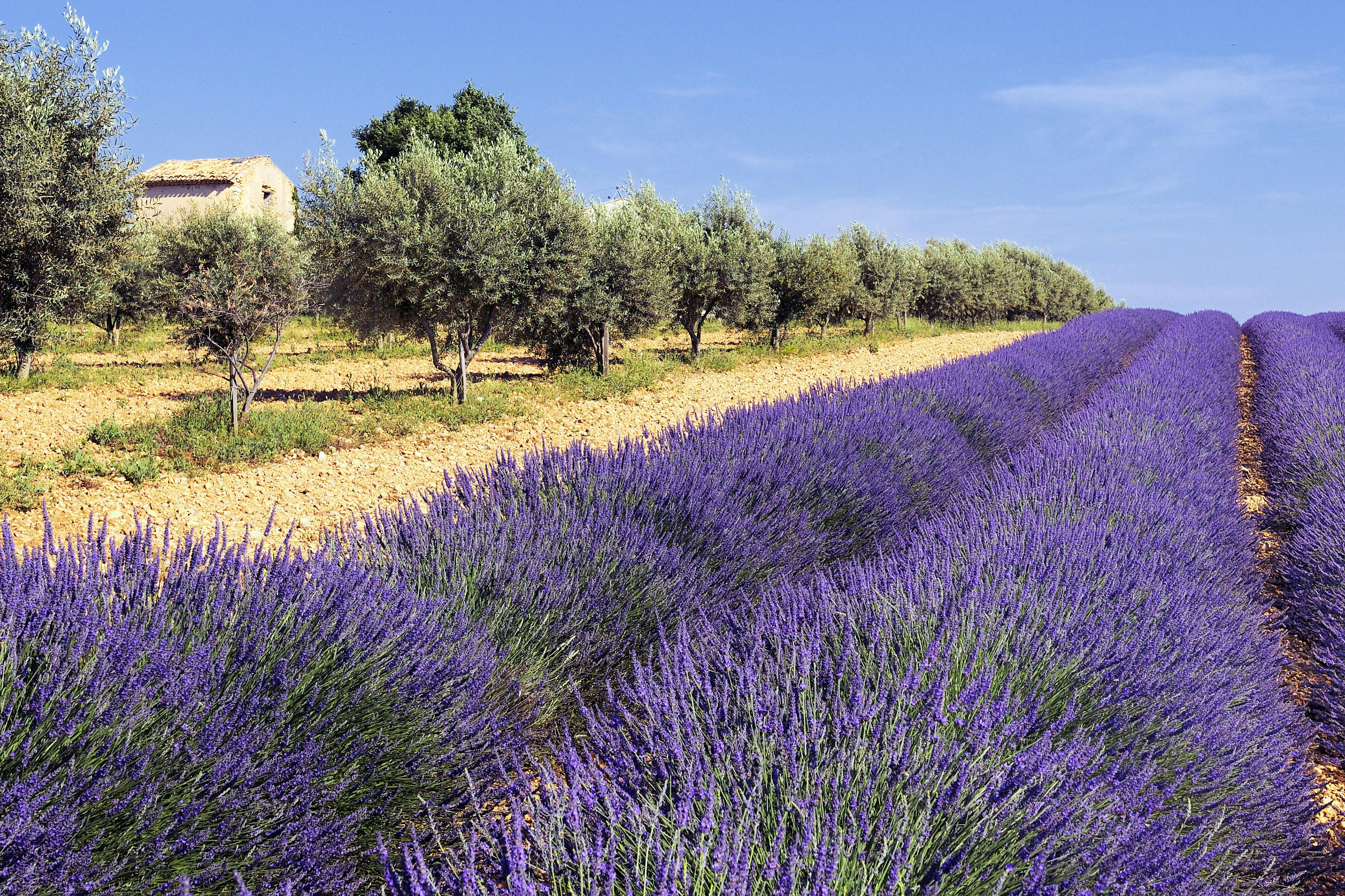 Lavender and olive trees