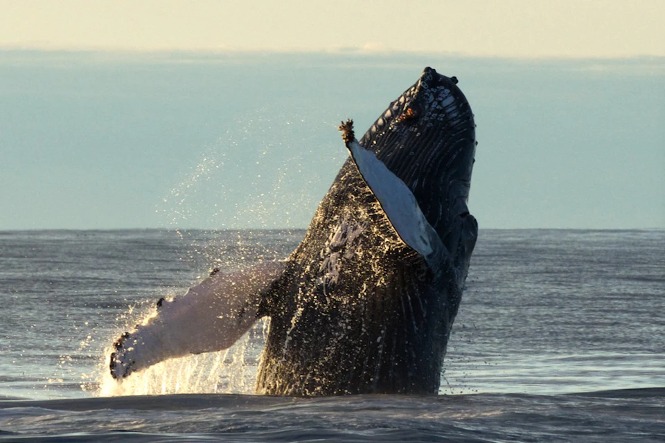 A humpback whale breaching out of the water against a clear sky, with water splashing around it.
