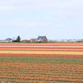 Tulip fields.