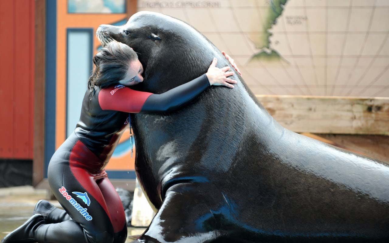 잠수복을 입은 사람이 지도를 배경으로 실내에서 커다란 바다사자를 안고 있습니다.