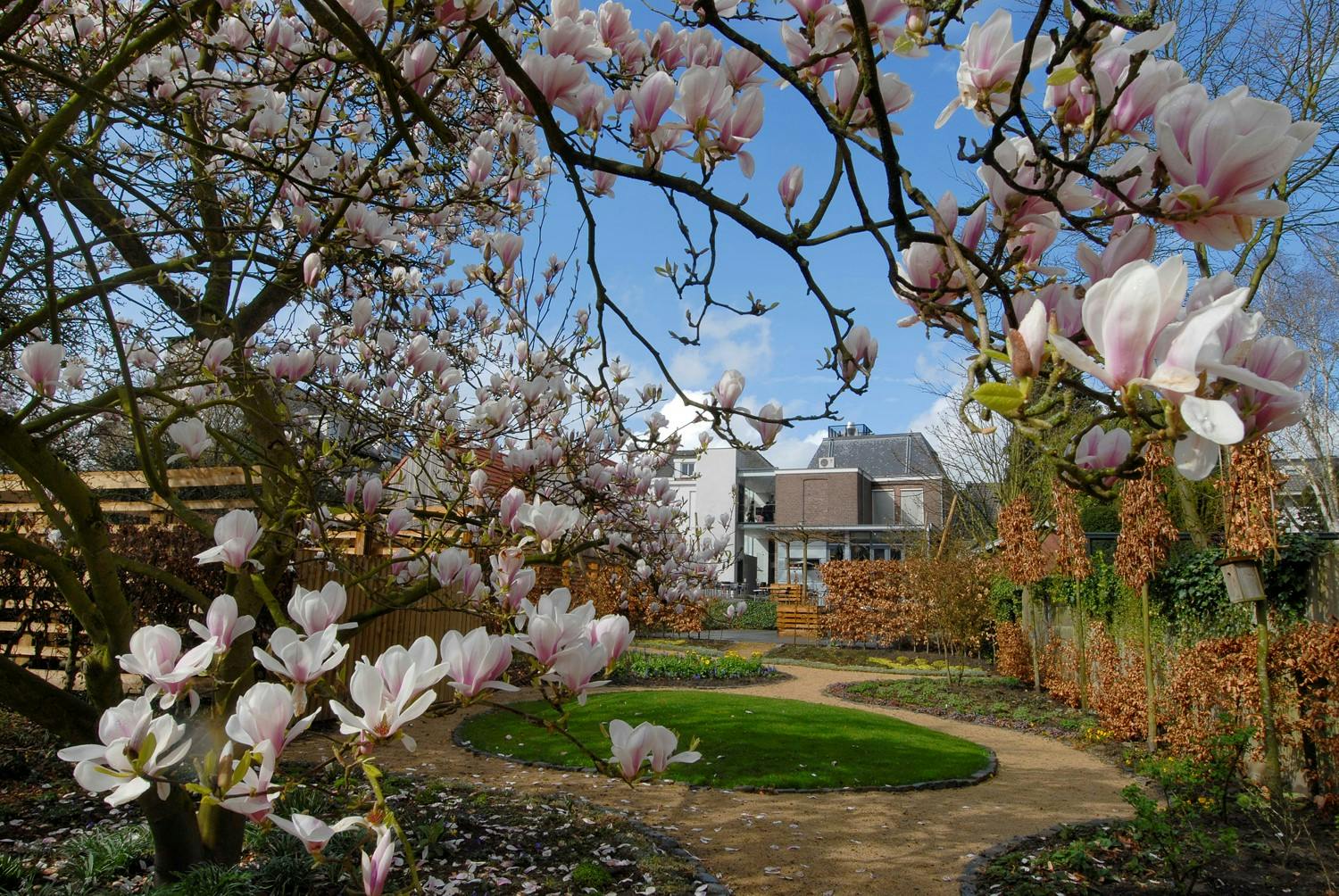 Ένας καταπράσινος κήπος με κυκλικό γρασίδι, ανθισμένα δέντρα μανόλιας και ένα μονοπάτι με χαλίκια που οδηγεί σε σπίτια στο παρασκήνιο.