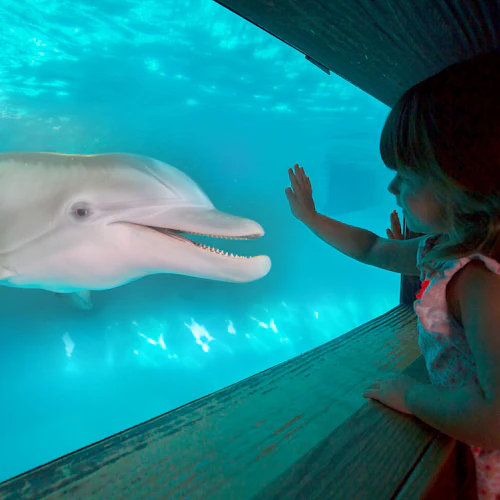 Clearwater Marine Aquarium: Entry Ticket