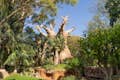 Rekonstrukcja baobabu, dająca dostęp do wyspy Madagaskar, na której żyją lemury.