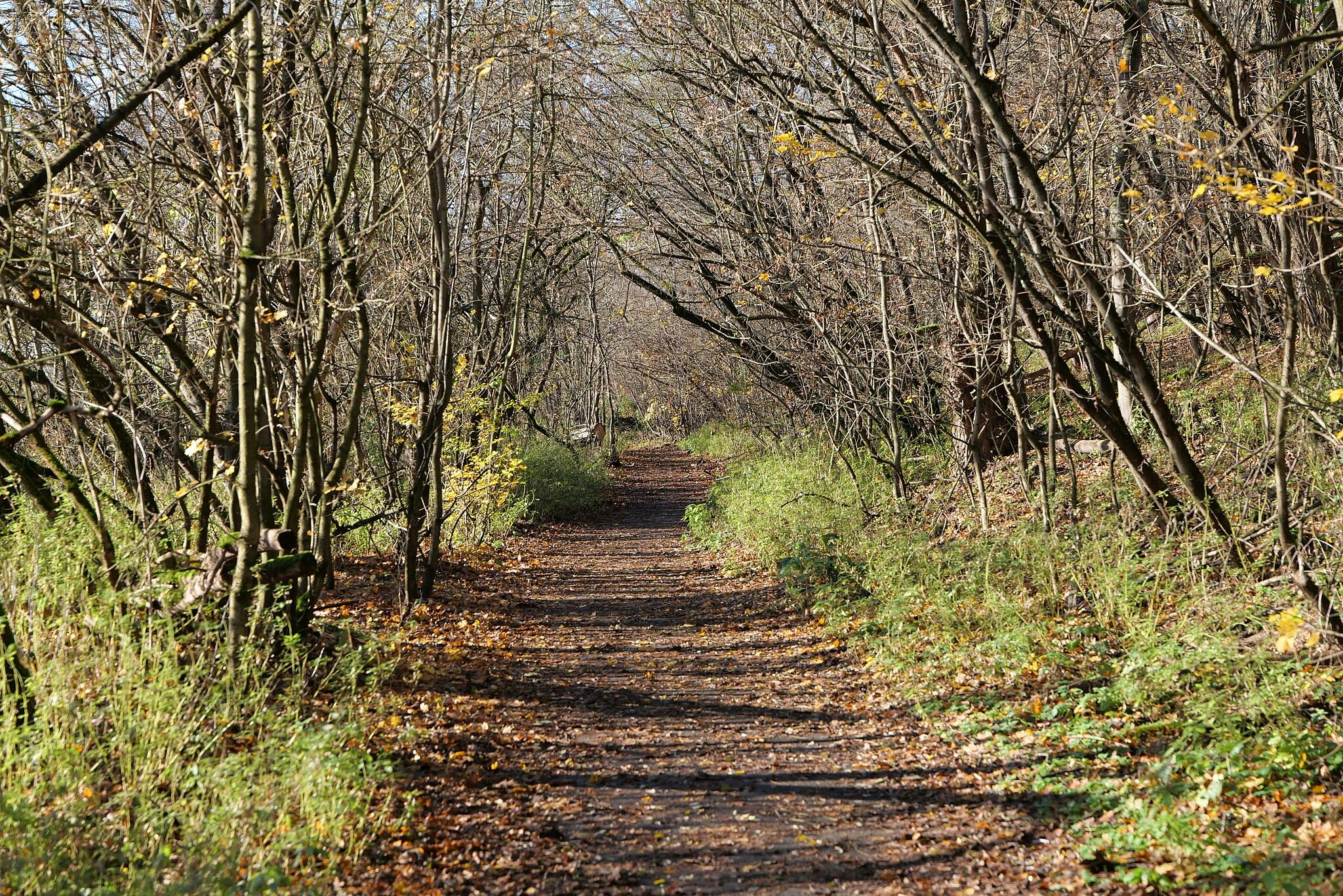 화창한 날 낙엽이 무성한 나무와 푸른 관목으로 둘러싸인 낙엽으로 덮인 숲길.