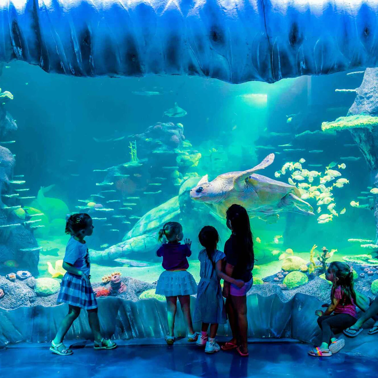 SEA LIFE Sydney Aquarium: Entry Ticket in Sydney β Tiqets