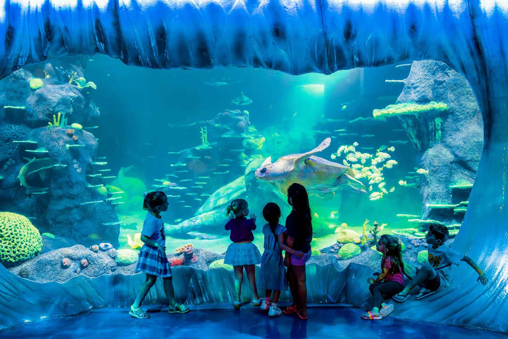 Aquário SEA LIFE de Sydney: Bilhete de entrada