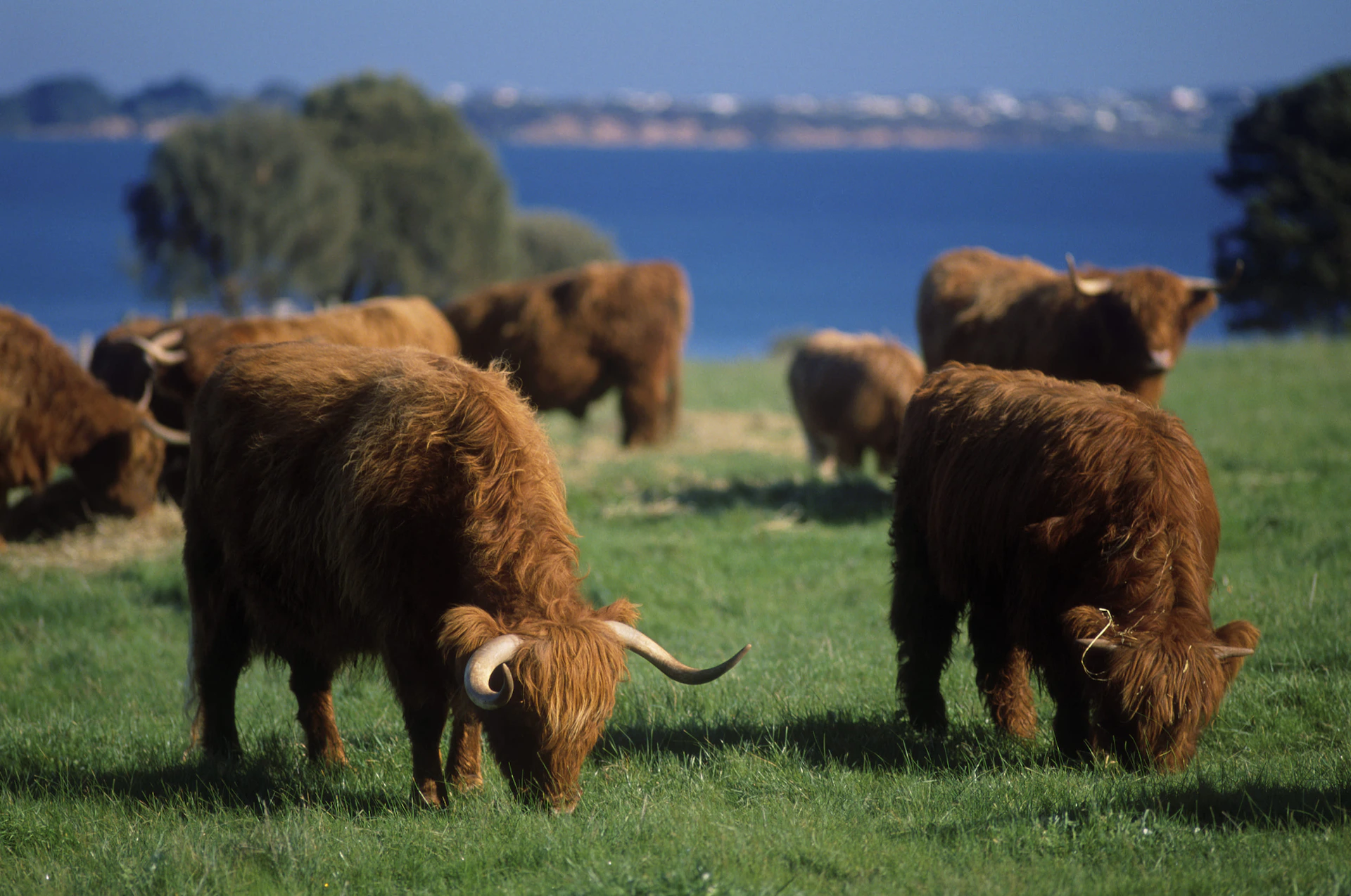Highland cows grazing on a grassy field near a body of water, with trees and a distant shoreline in the background.