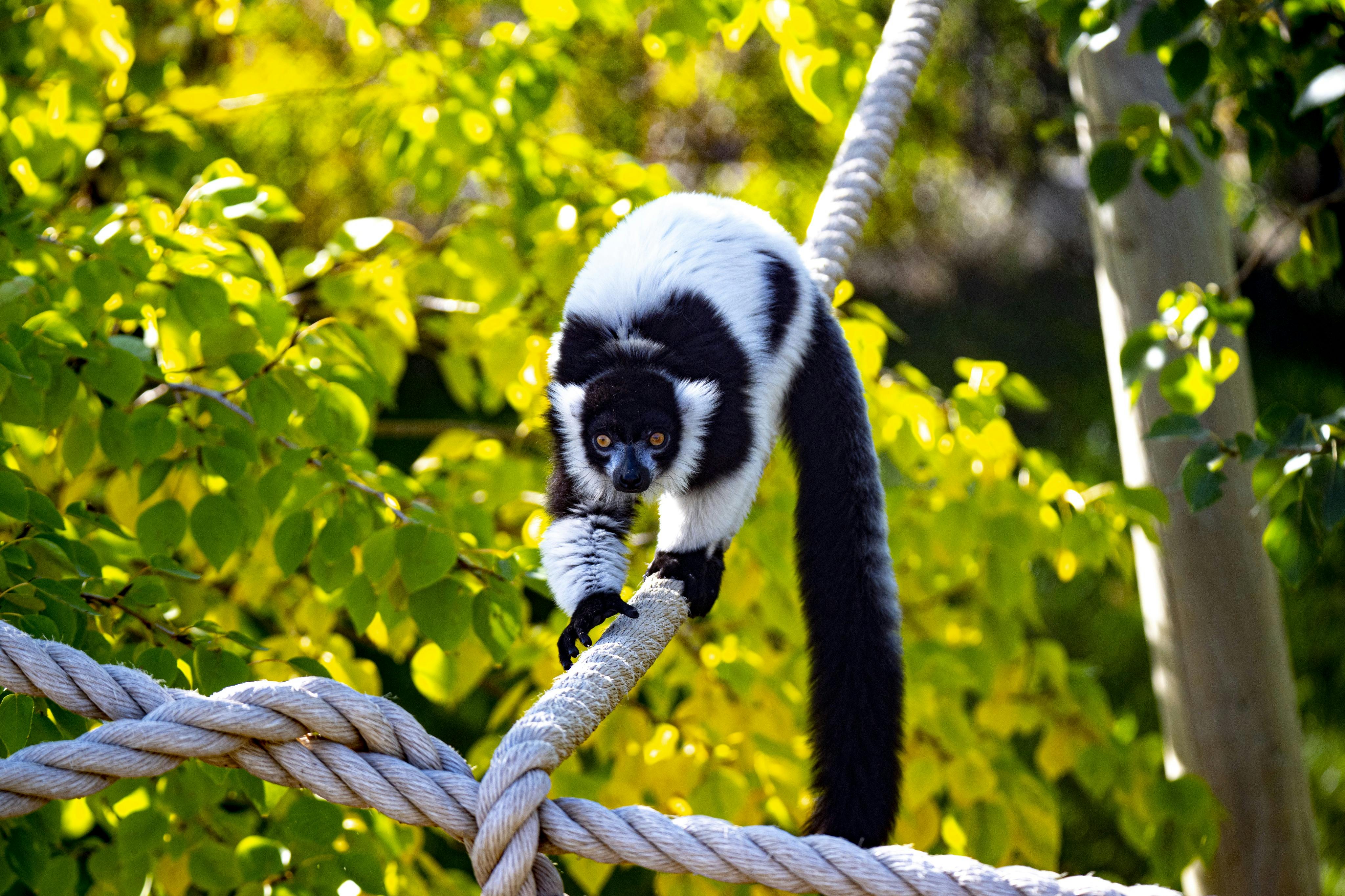 Po silném laně se zeleným listím v pozadí kráčí černobílý lemur.
