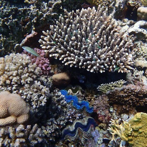 Praia de Abu Dabbab - Photo 2