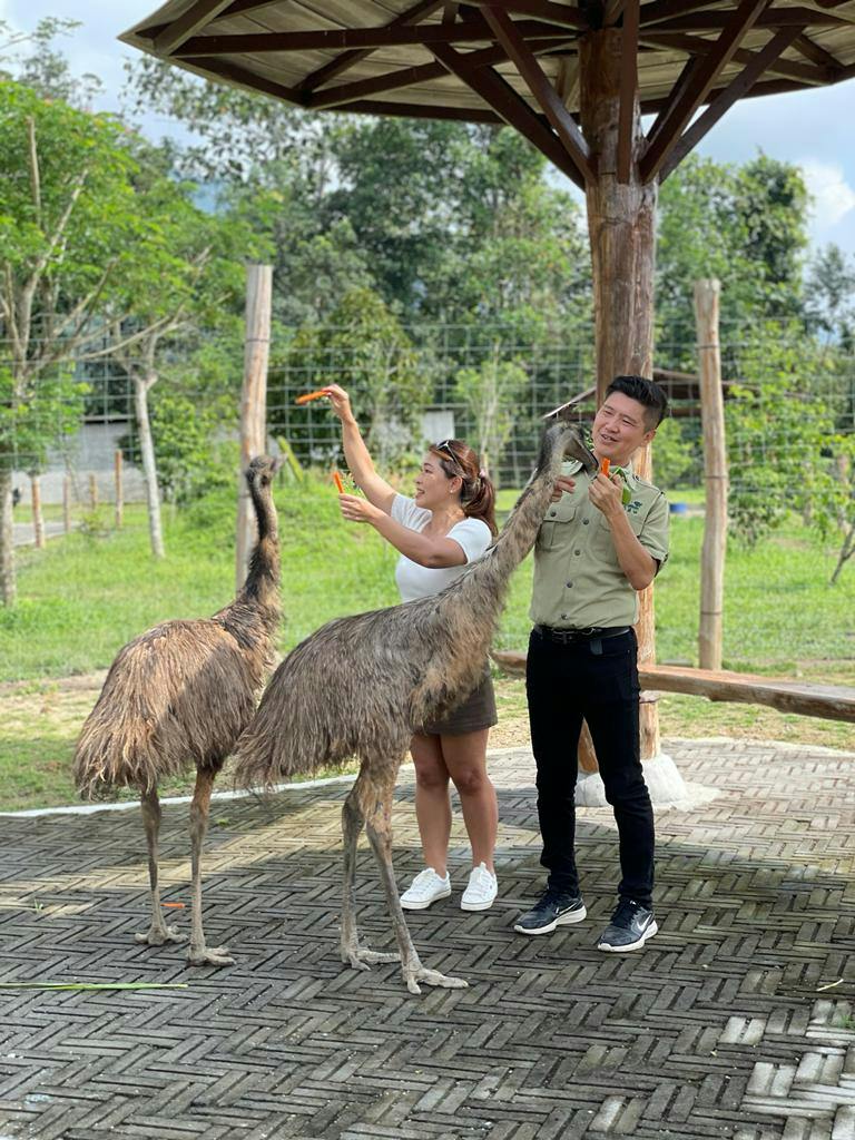 Two people feeding emus with carrots under a wooden structure in a grassy outdoor area.