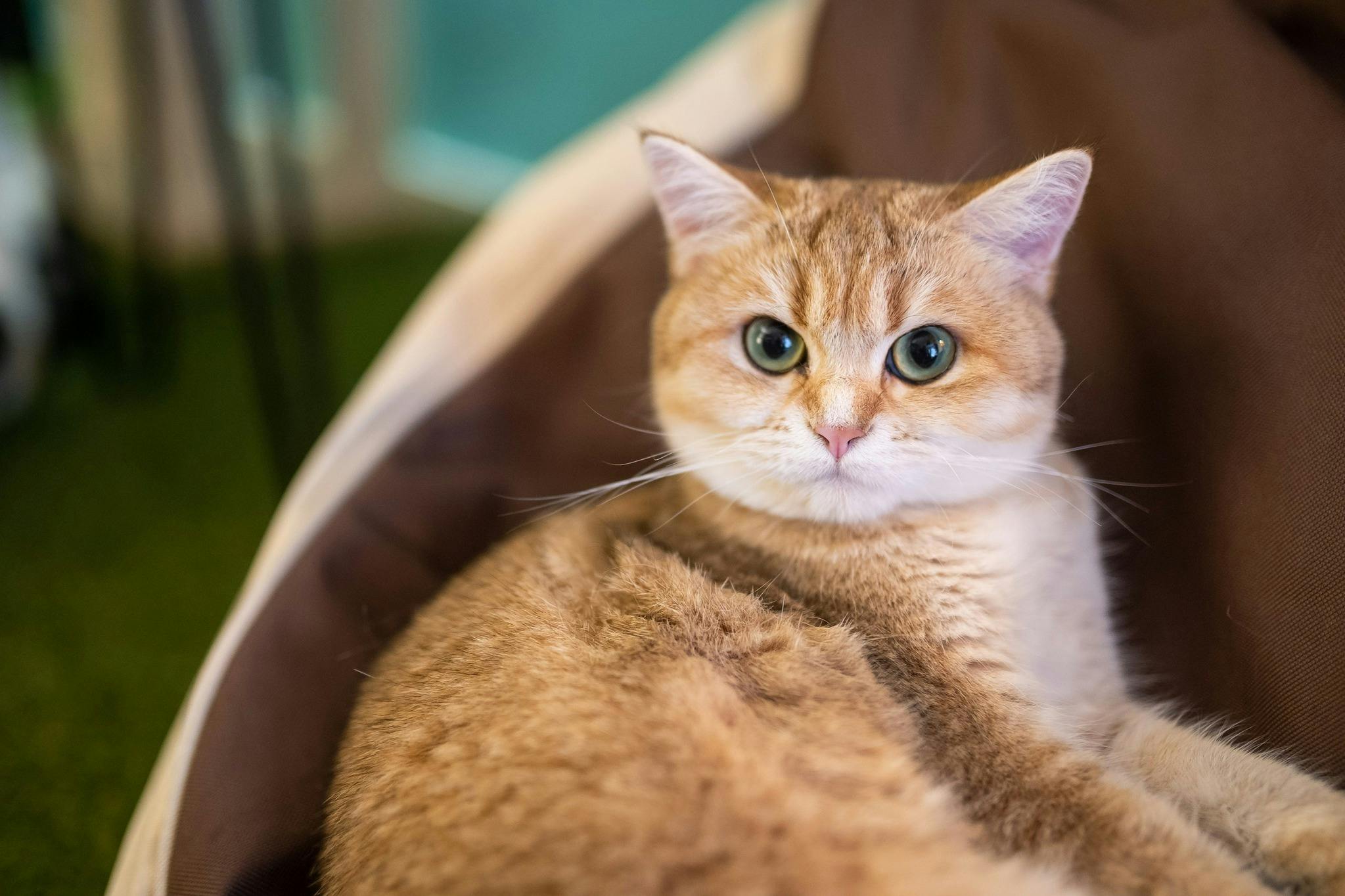 Cicero, our Scottish Straight cat