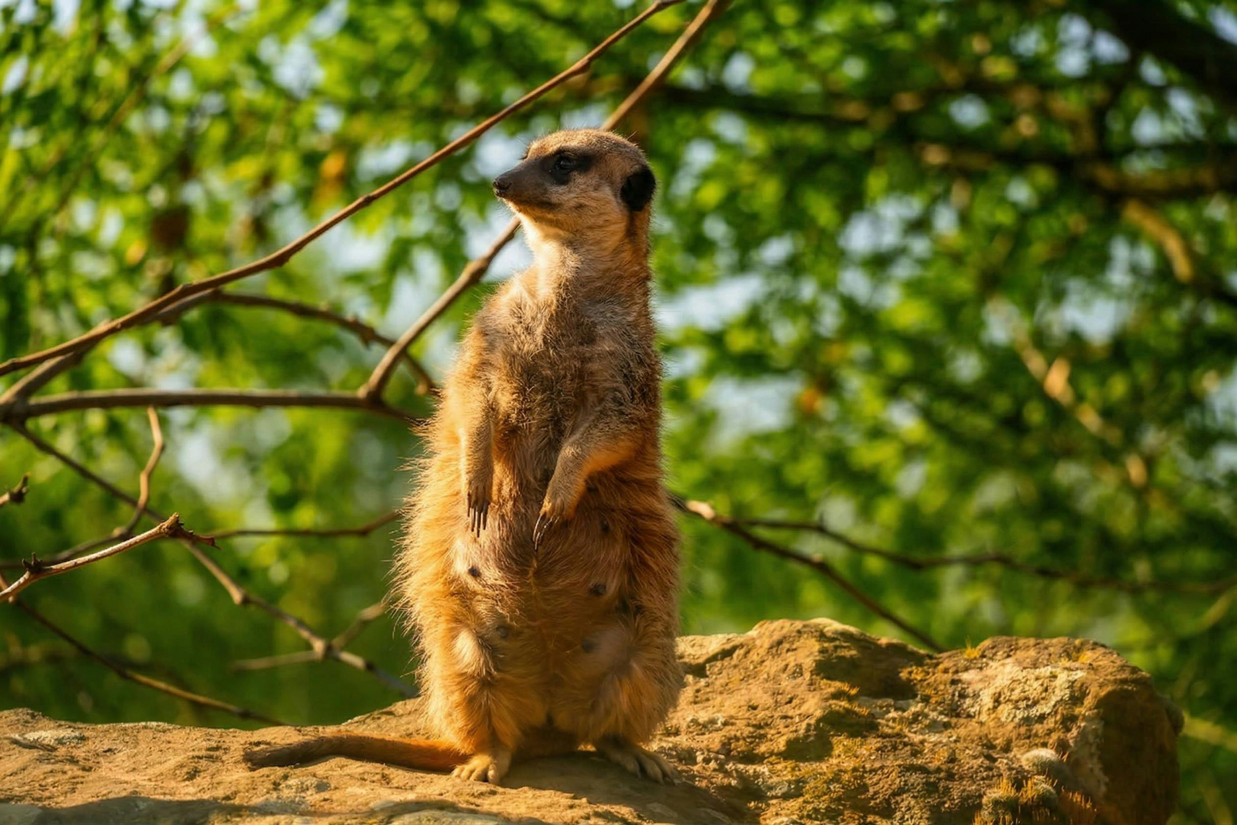 En surikat, der står oprejst på en klippe, omgivet af grønne områder og grene i baggrunden, under sollys.