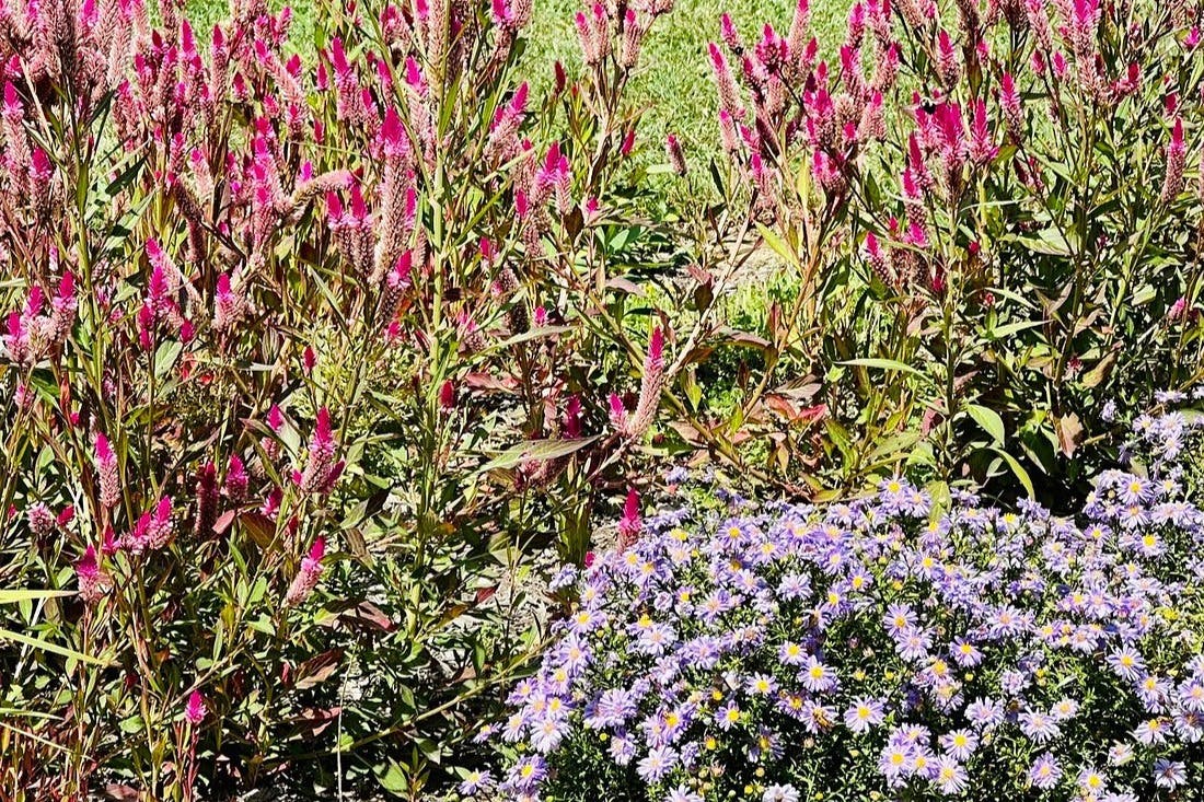 Giardino Botanico di Pittsburgh: Biglietto d'ingresso — 3