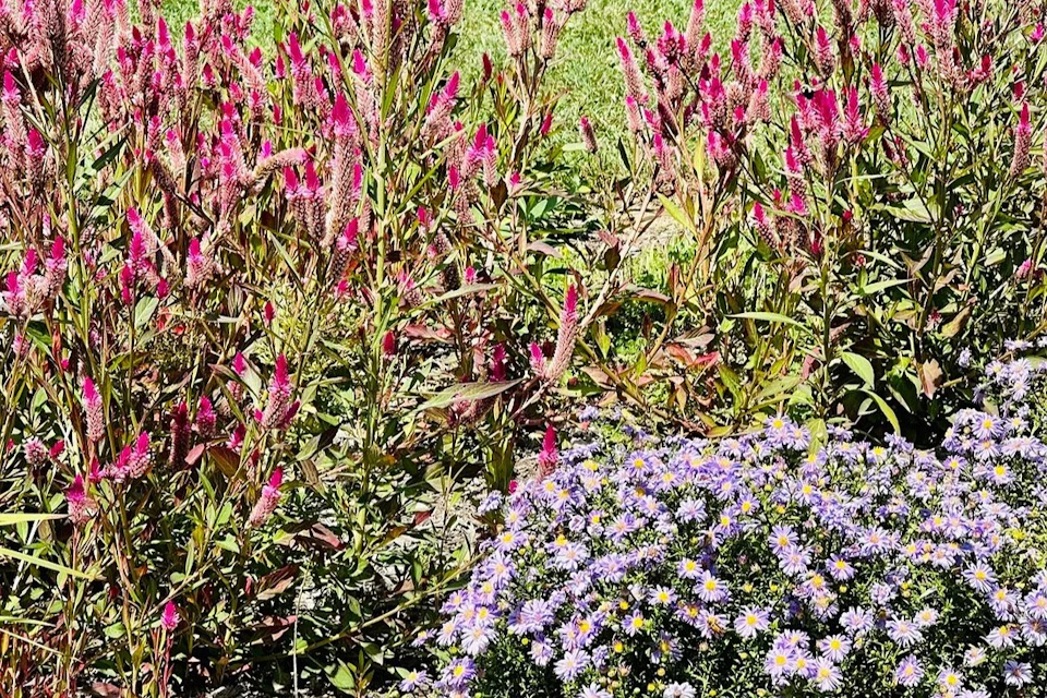 A garden with pink flowers on tall stems and a cluster of purple daisies, surrounded by green foliage.
