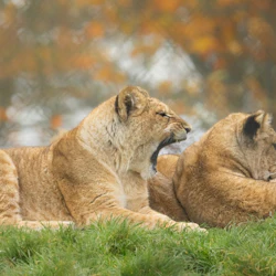 ZSL Whipsnade Zoo: Entry Ticket