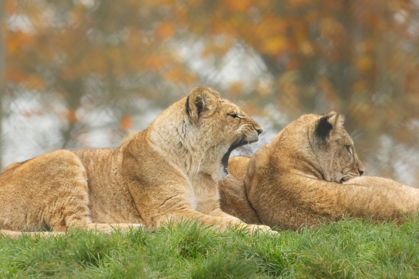ZSL Whipsnade Zoo: Entry Ticket