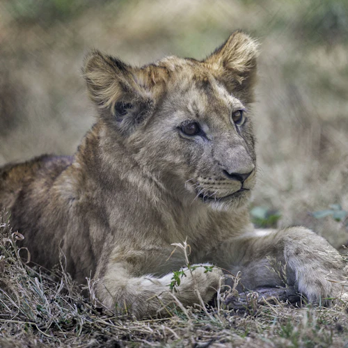Safari Thoiry: Bilhete de entrada - Photo 8