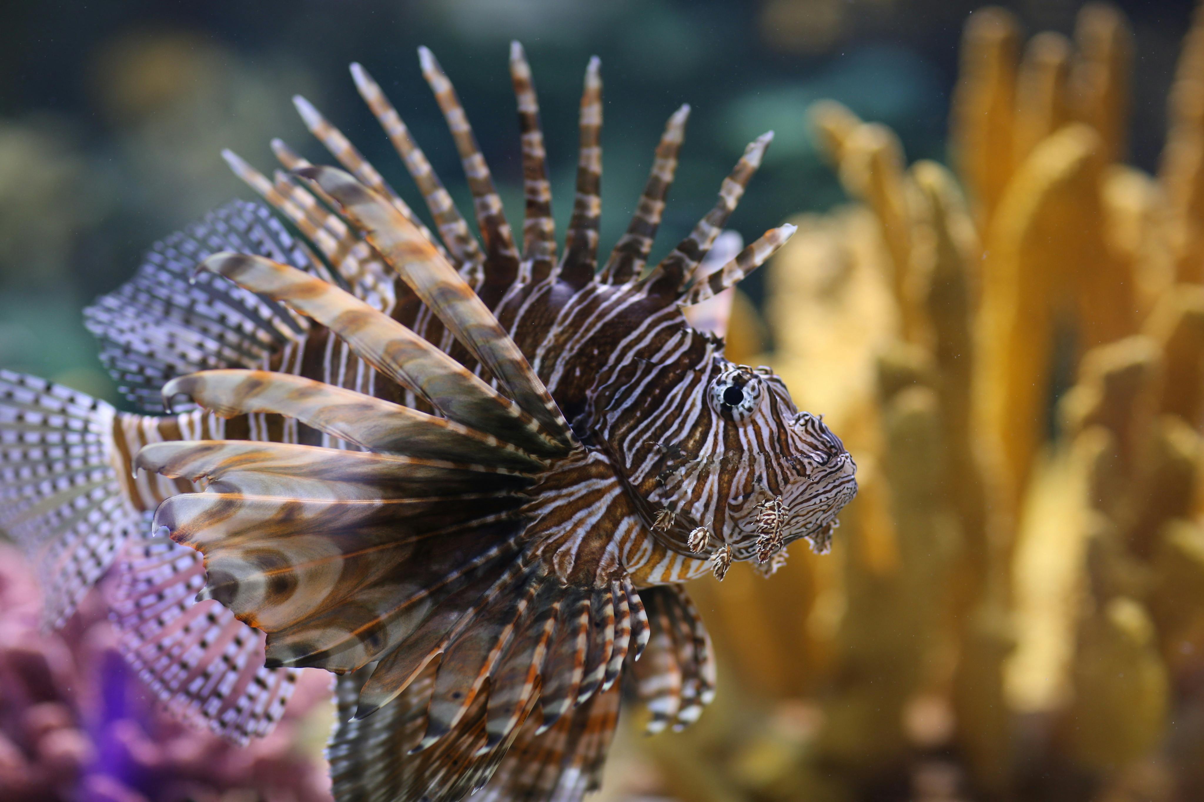 默特尔海滩瑞普利水族馆