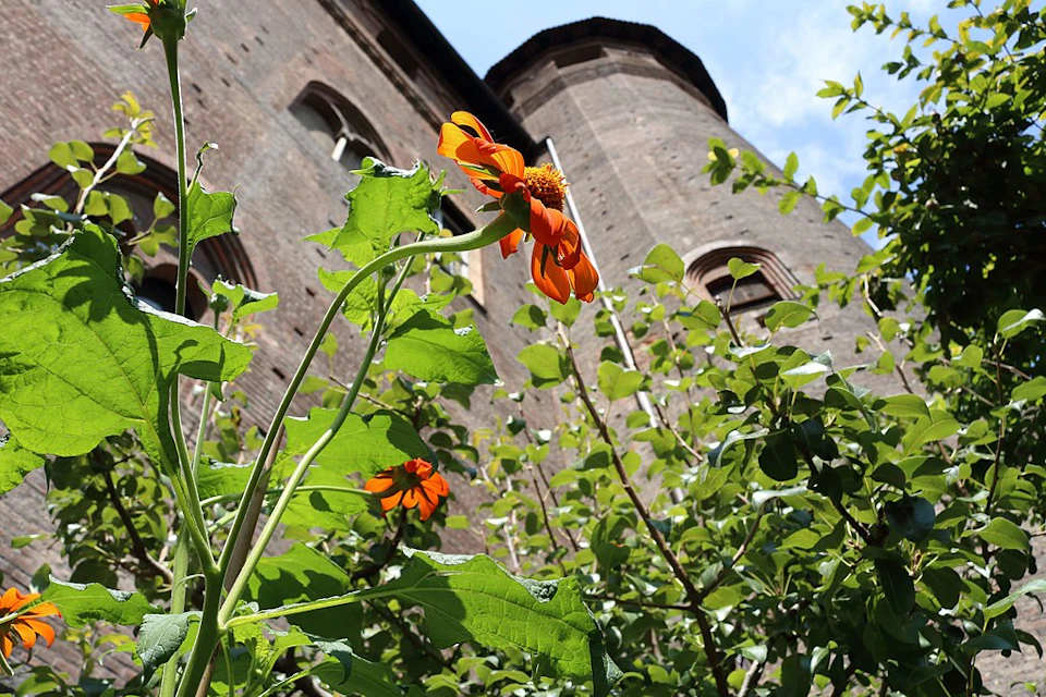 Orange flowers and green foliage in the foreground with a brick tower building and blue sky in the background.