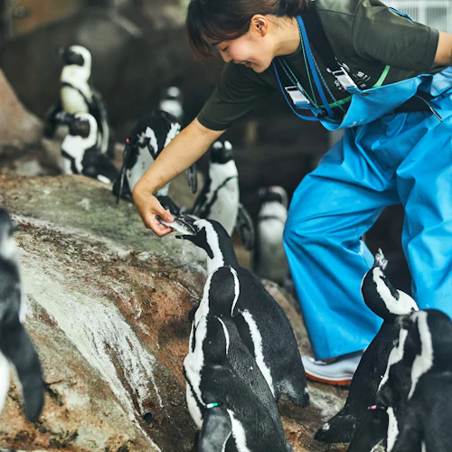 Kyoto Aquarium: Entry Ticket - Photo 7