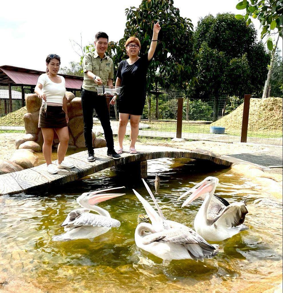 Three people feeding pelicans in a small pond surrounded by greenery during daytime.