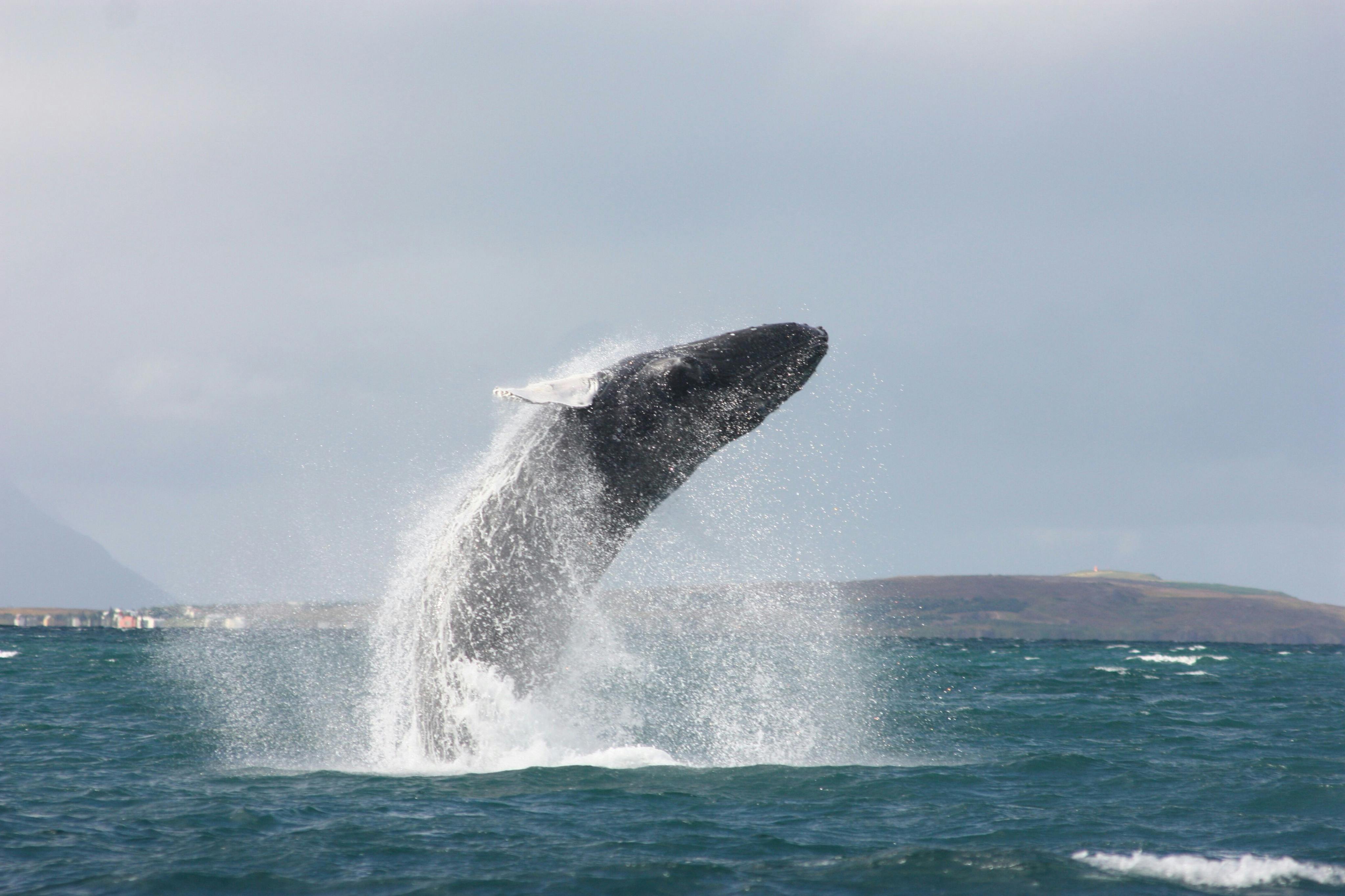 바다에서 혹등고래가 떼를 지어 날아오고 주변에 물이 뿌려집니다.