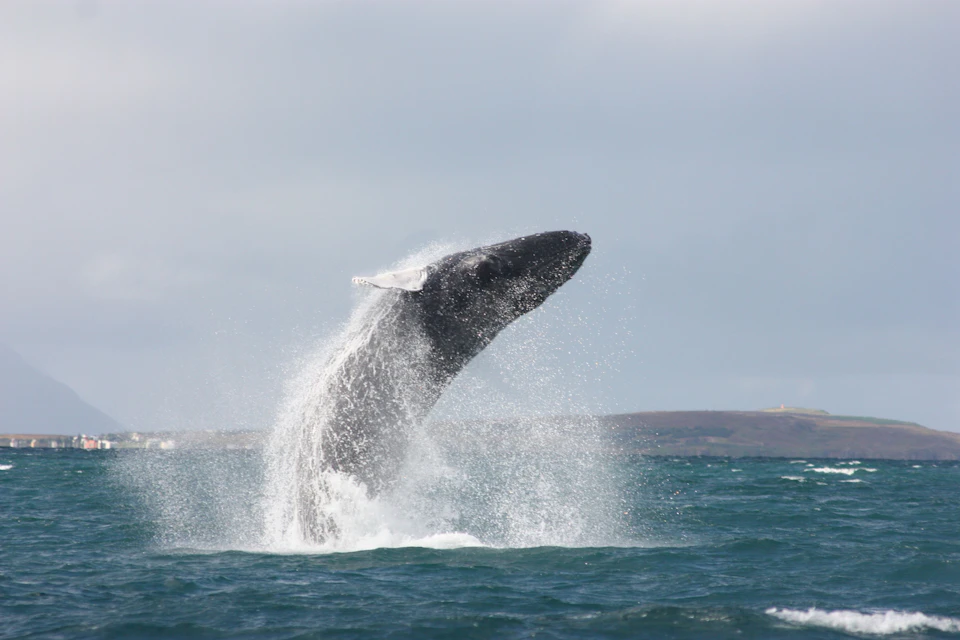 A humpback whale breaches from the sea with water spraying all around it.