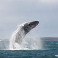 Uma baleia jubarte sai do mar com água pulverizada ao seu redor.