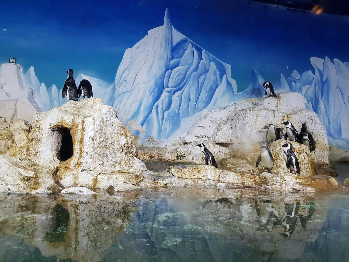 Penguins on rocks near a pool of water, with a painted icy mountain backdrop under a blue sky.