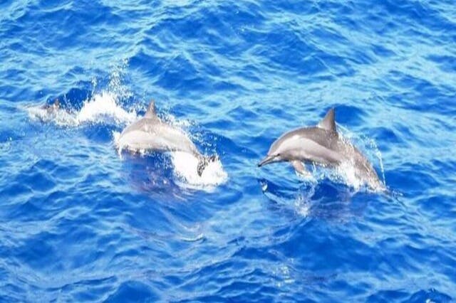 άλμα με δελφίνι
