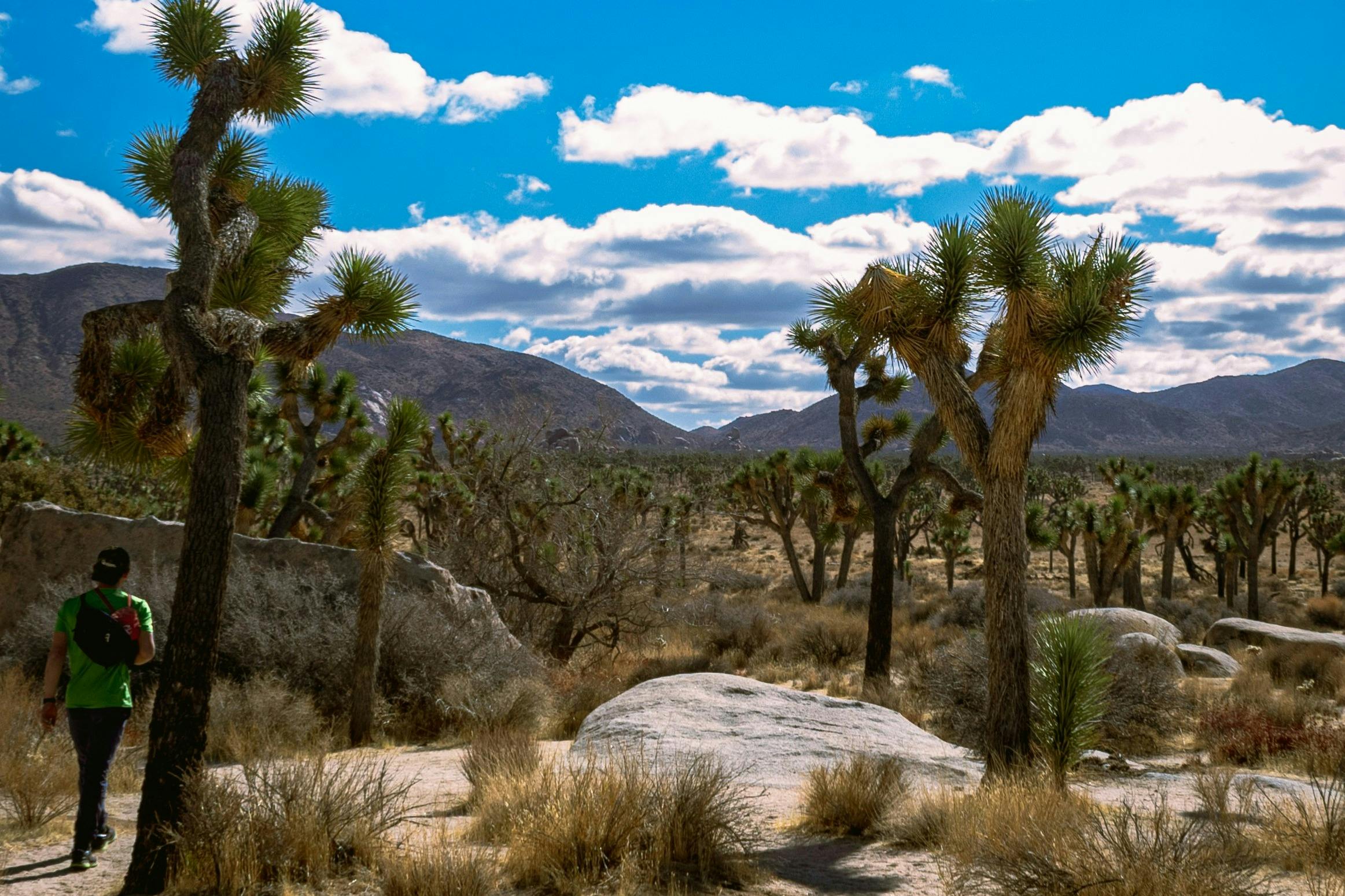 A desert landscape with Joshua trees, rocks, dry vegetation, and a clear blue sky with scattered clouds.
