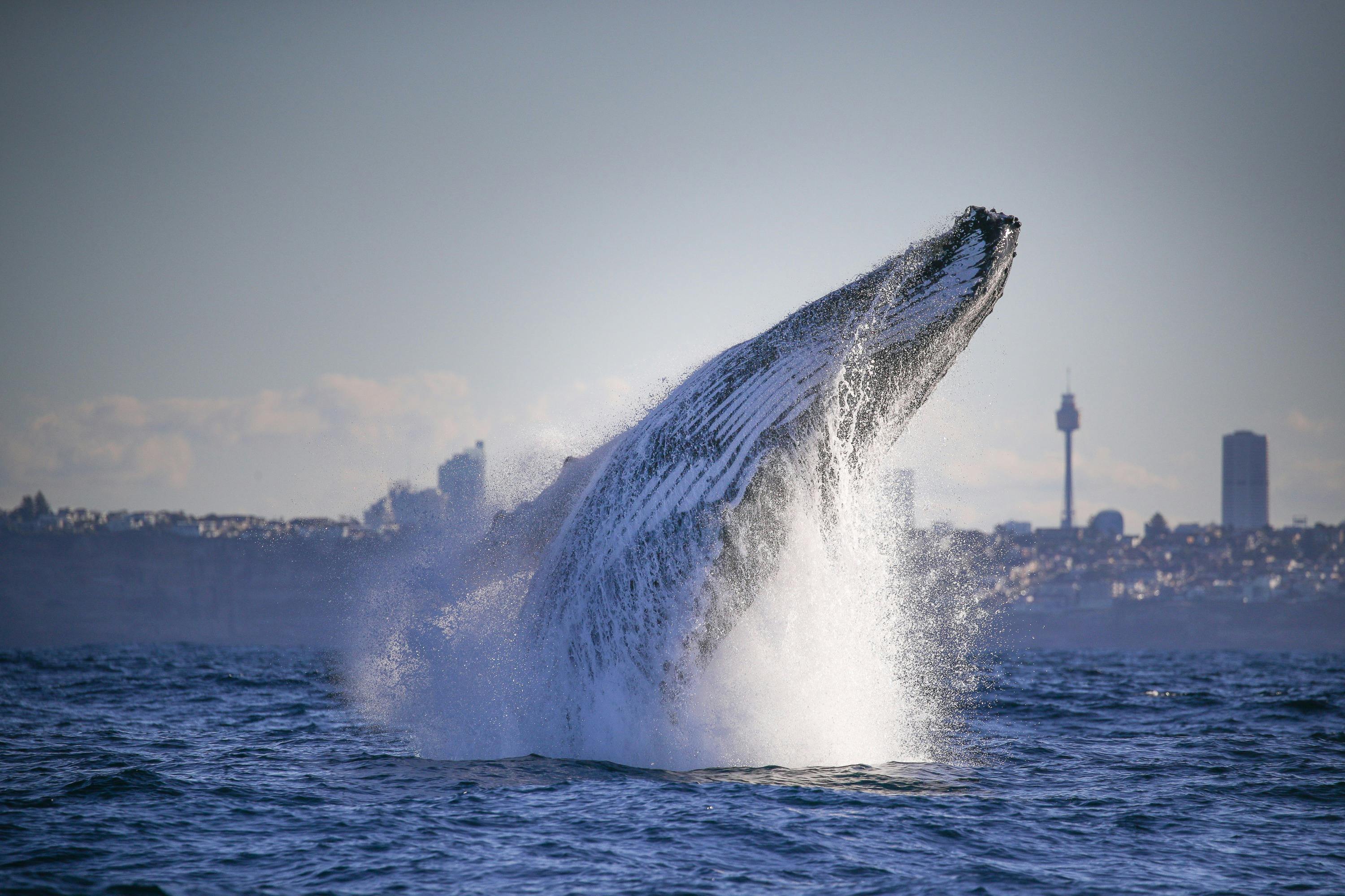 Μια φάλαινα σπάει την επιφάνεια του ωκεανού, πιτσιλώντας νερό, με ένα αστικό τοπίο και καθαρό ουρανό στο παρασκήνιο.