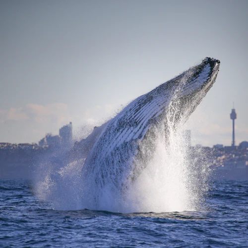 Sydney: Whale Watching Adventure Cruise