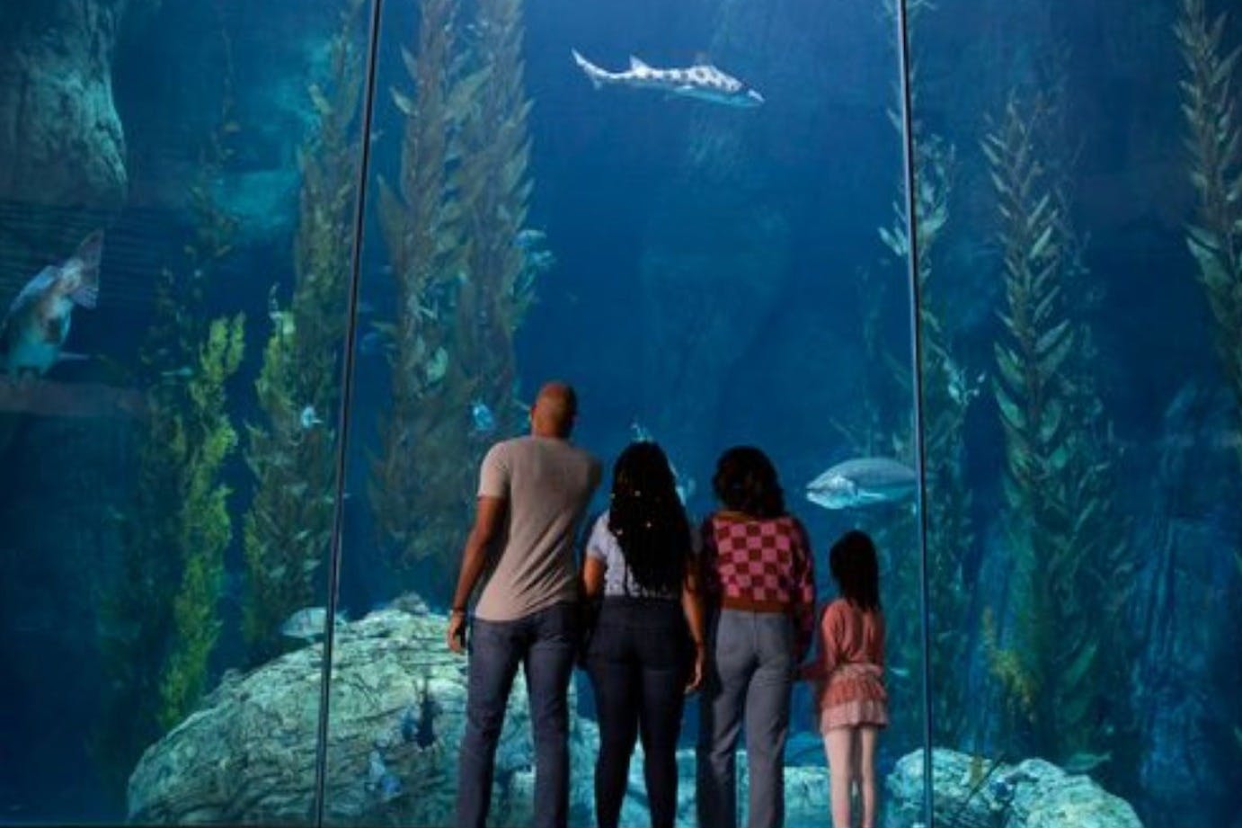 Los Angeles Aquarium Of The Pacific Tickets - Hellotickets