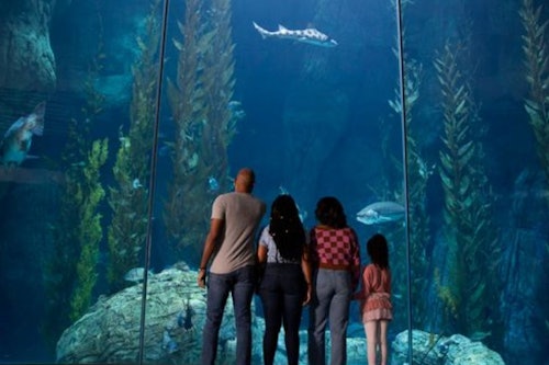 【楽天】ロサンゼルス 水族館 アクアリウム・オブ・ザ・パフィフィック（Aquarium of the Pacific）Eチケット(即日発券)