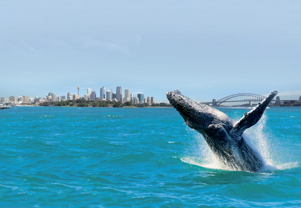 A whale breaches the water with a city skyline and famous bridge in the background on a sunny day.
