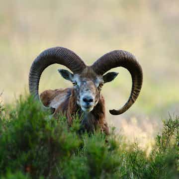 tiqets veluwe