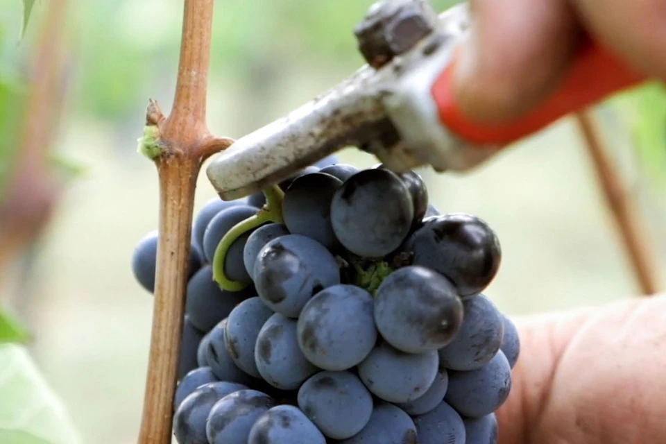 Grape